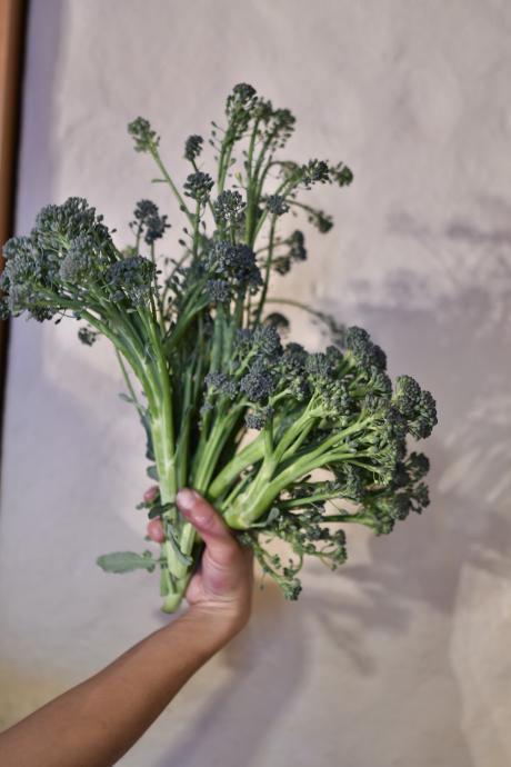 Broccoli