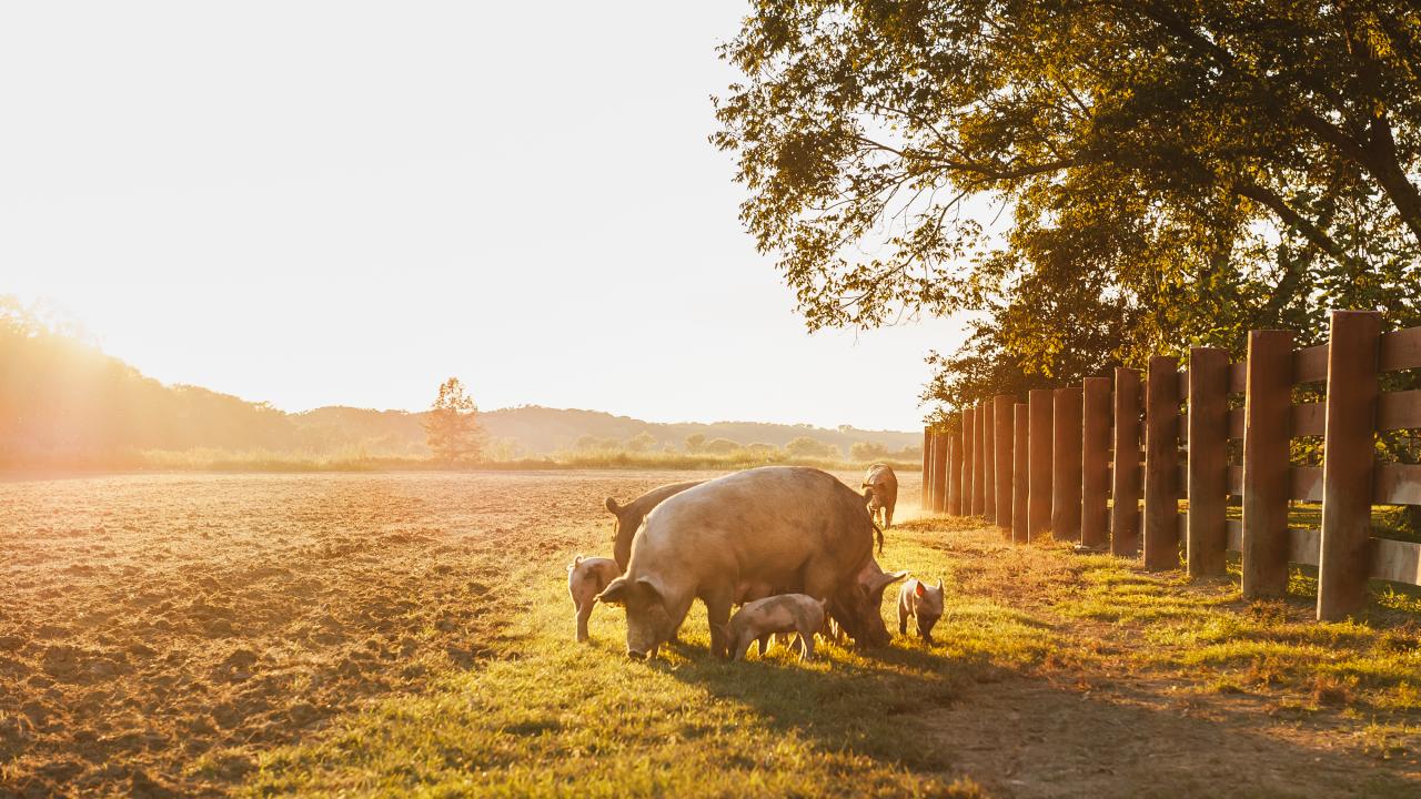 Hoftage 2023 – besucht gerettete Tiere!