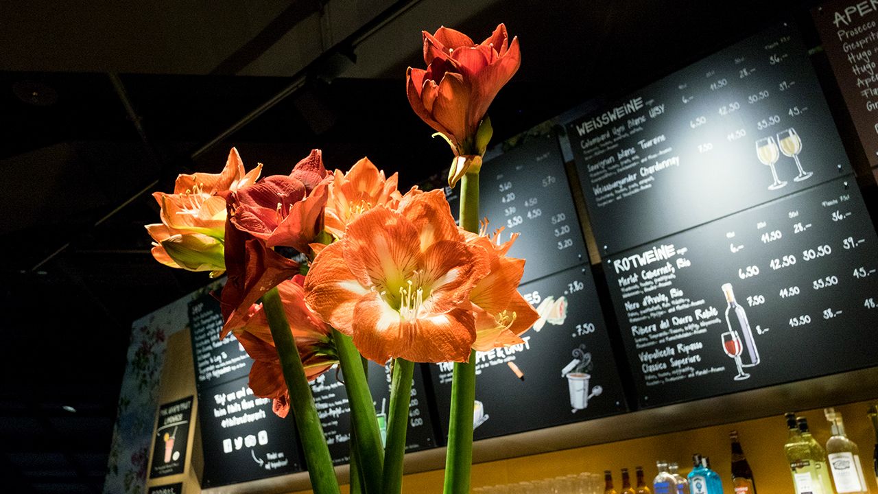 Eröffnungsparty im tibits Luzern